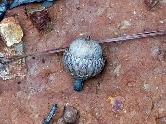 {Quercus marilandica}